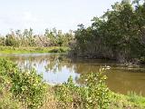 C Everglades 035 : Everglades